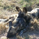 South-Africa-2007-503