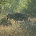 South-Africa-2007-556