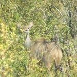 South-Africa-2007-687
