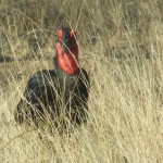 South-Africa-2007-725
