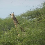 South-Africa-2007-778