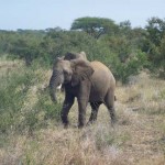 South-Africa-2007-815