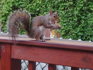 Say hello to my nutty friend.