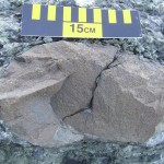 Large sandstone clast wtihin the McHugh Conglomerate