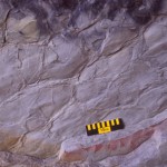 Deformed mudcrack polygons on a bedding plane exposure of the Wills Creek Formation at Pinto, MD
