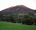 Cole 3