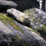 Lichens growing on granite, Yosemite National Park, CA