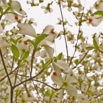 Dogwoods