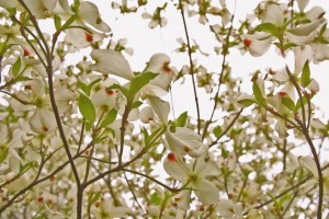 Dogwoods