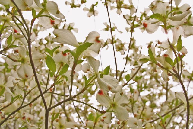 Dogwoods