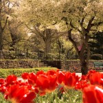Tulips