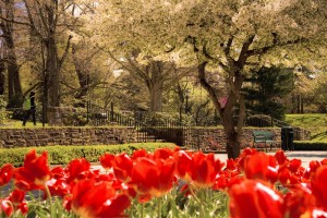 Tulips